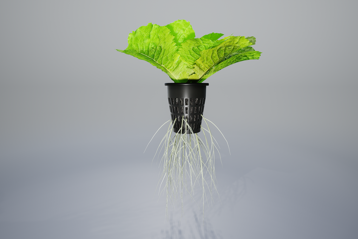 lettuce grean, a Food & Drink 3D Model by AndrewWhite (Photo 10 of 16)