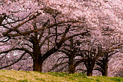 Cherry Blossom Photo Bundle – 5 High, a Nature Photo by Silent Nature (Thumbnail 3 of 5)