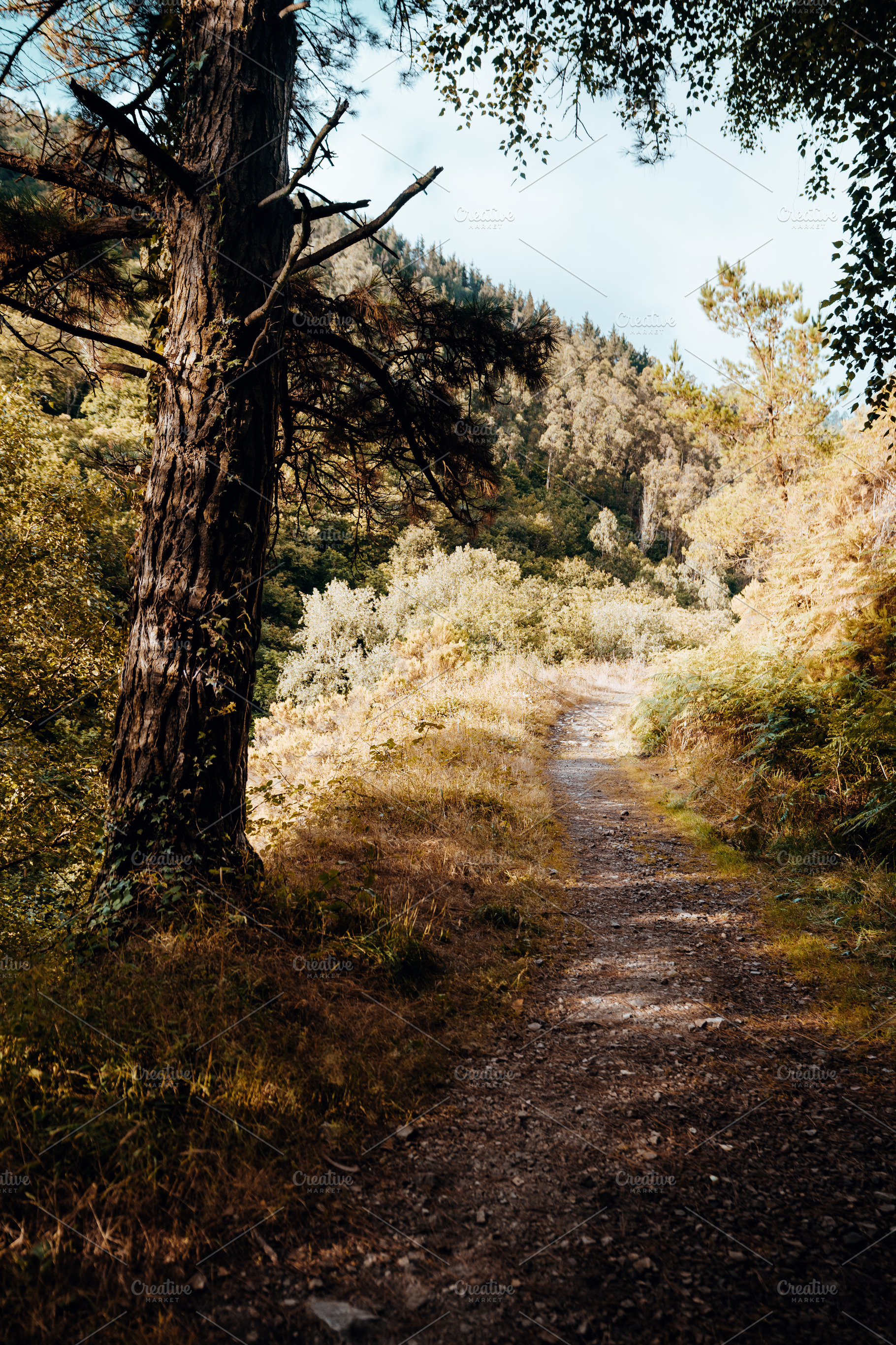 Forest hiking trail in sunlight, a Nature Photo by SkyNext