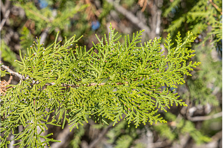 Horizontal texture of green cypress
