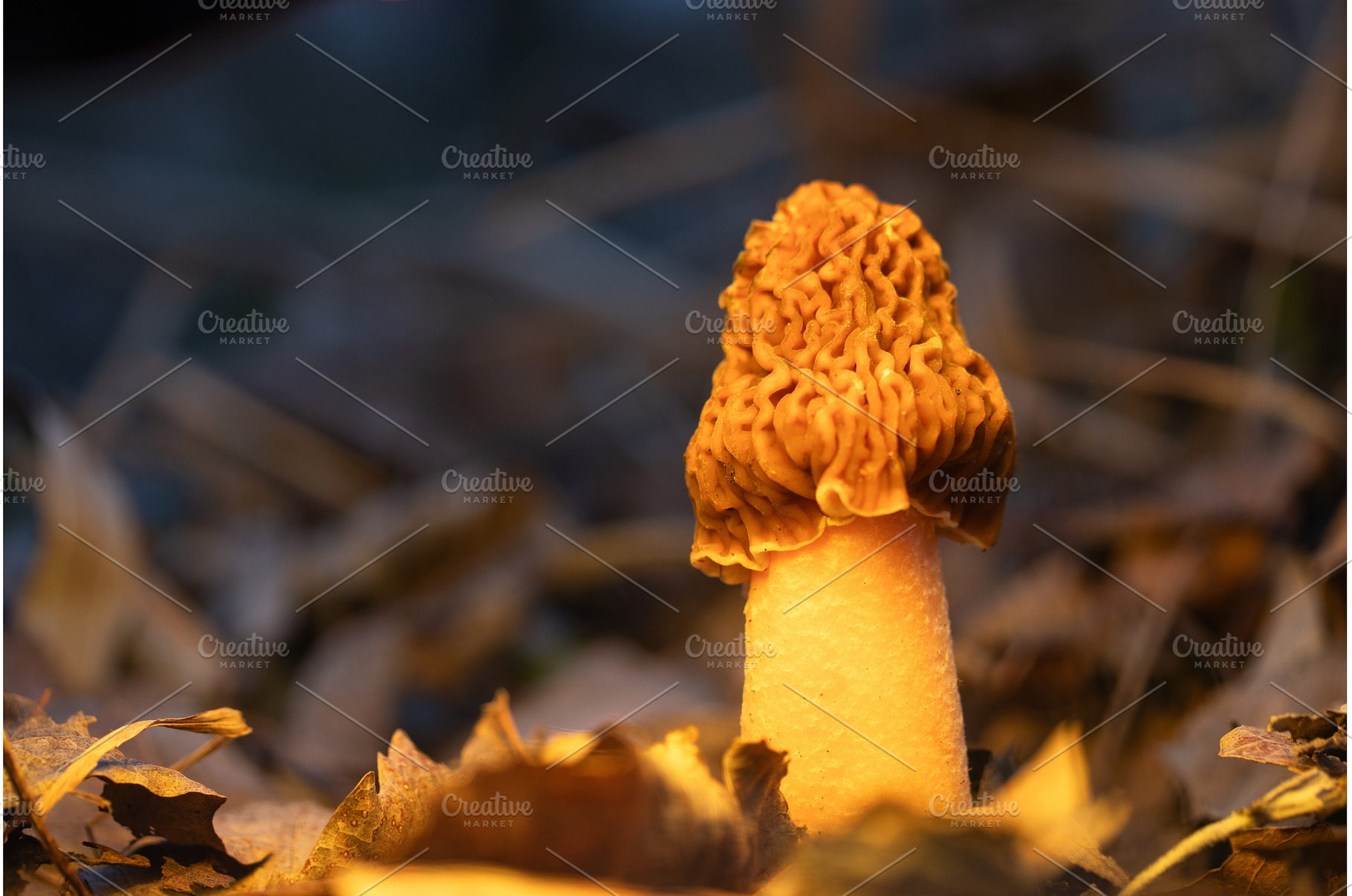 Wild Morel Mushroom Growing in Dry, an Animal Photo by Pakosta