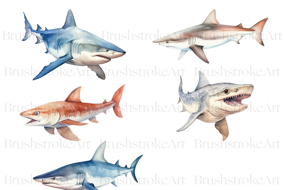 Watercolor Shark Clipart, Shark PNG, an Animal Illustration by BrushstrokeArtGB (Photo 6 of 9)