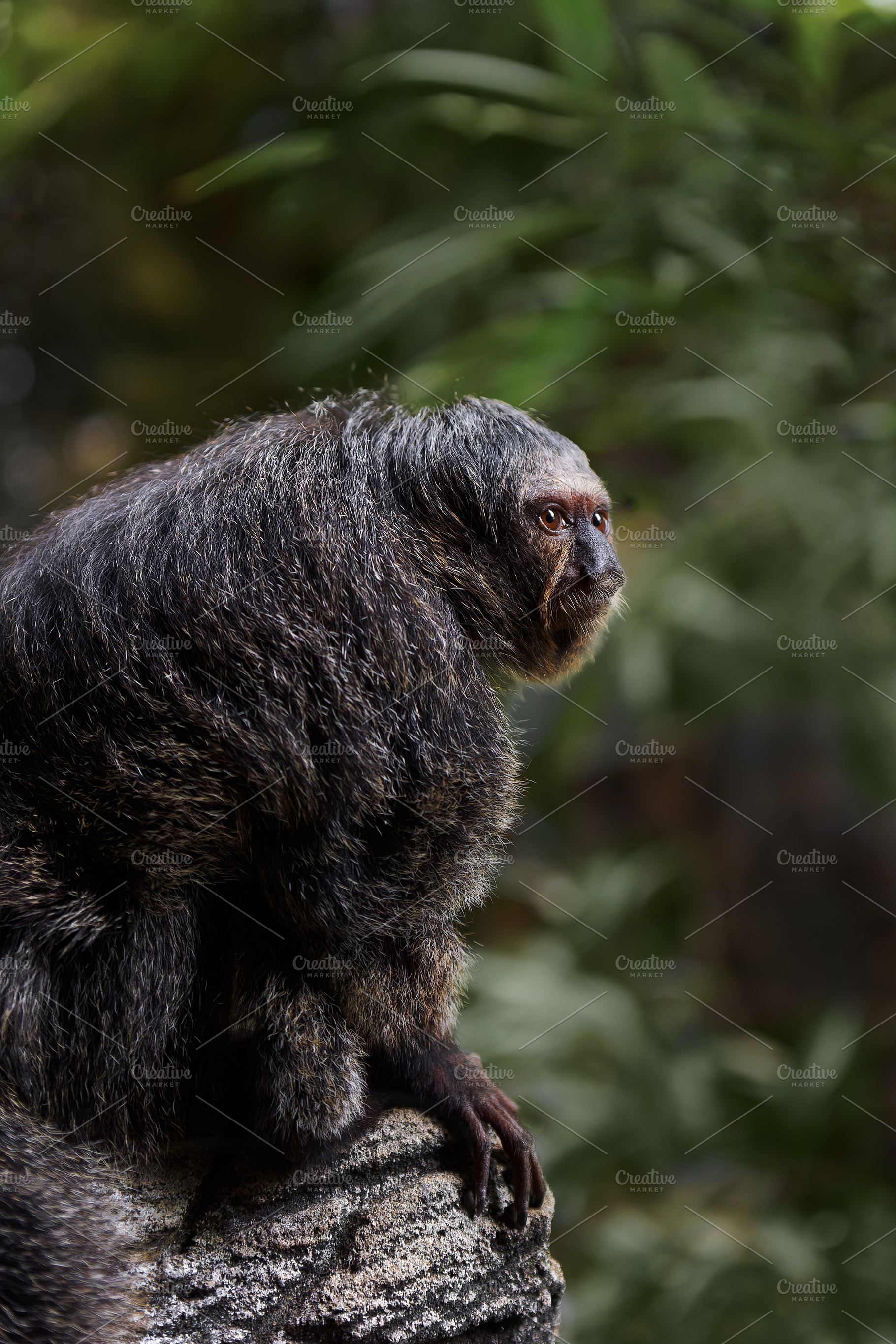 Female saki monkey perched on a log, an Animal Photo by Perpis