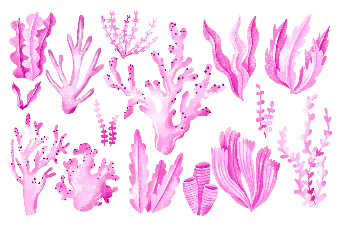 Pink Sea Algae, Seaweed Plants, an Illustration by the_myro
