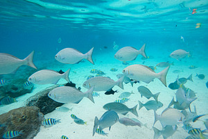 Colorful Reef Fish