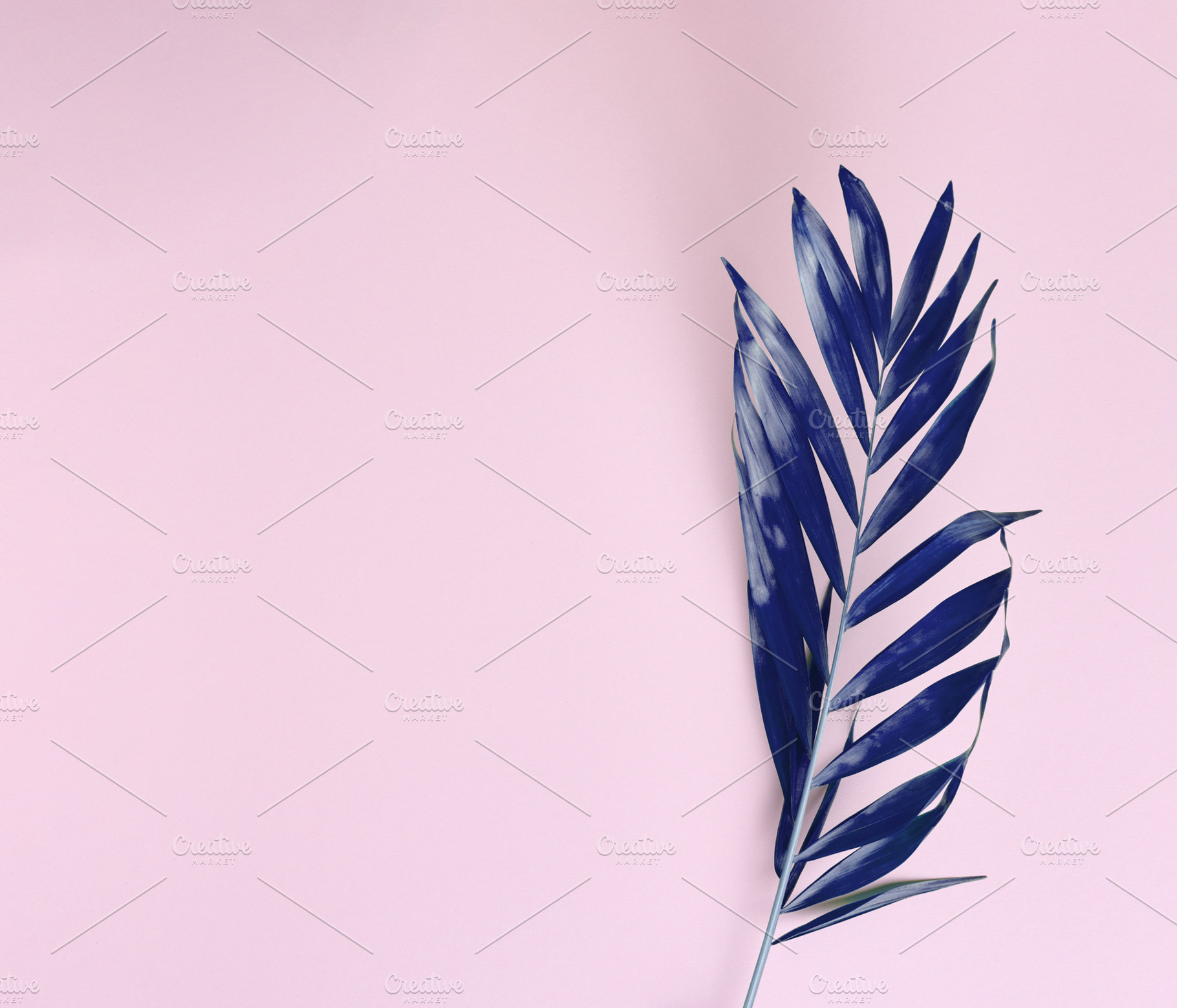 Blue palm branch on a pastel pink background with space for text, a Background Photo by ndanko