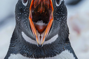 236 surprised animals, an Animal Photo by Handmadefont (Thumbnail 241 of 241)