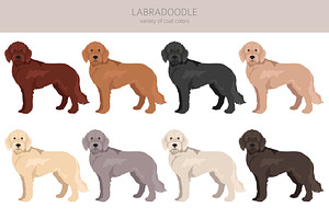 Labradoodle Clipart