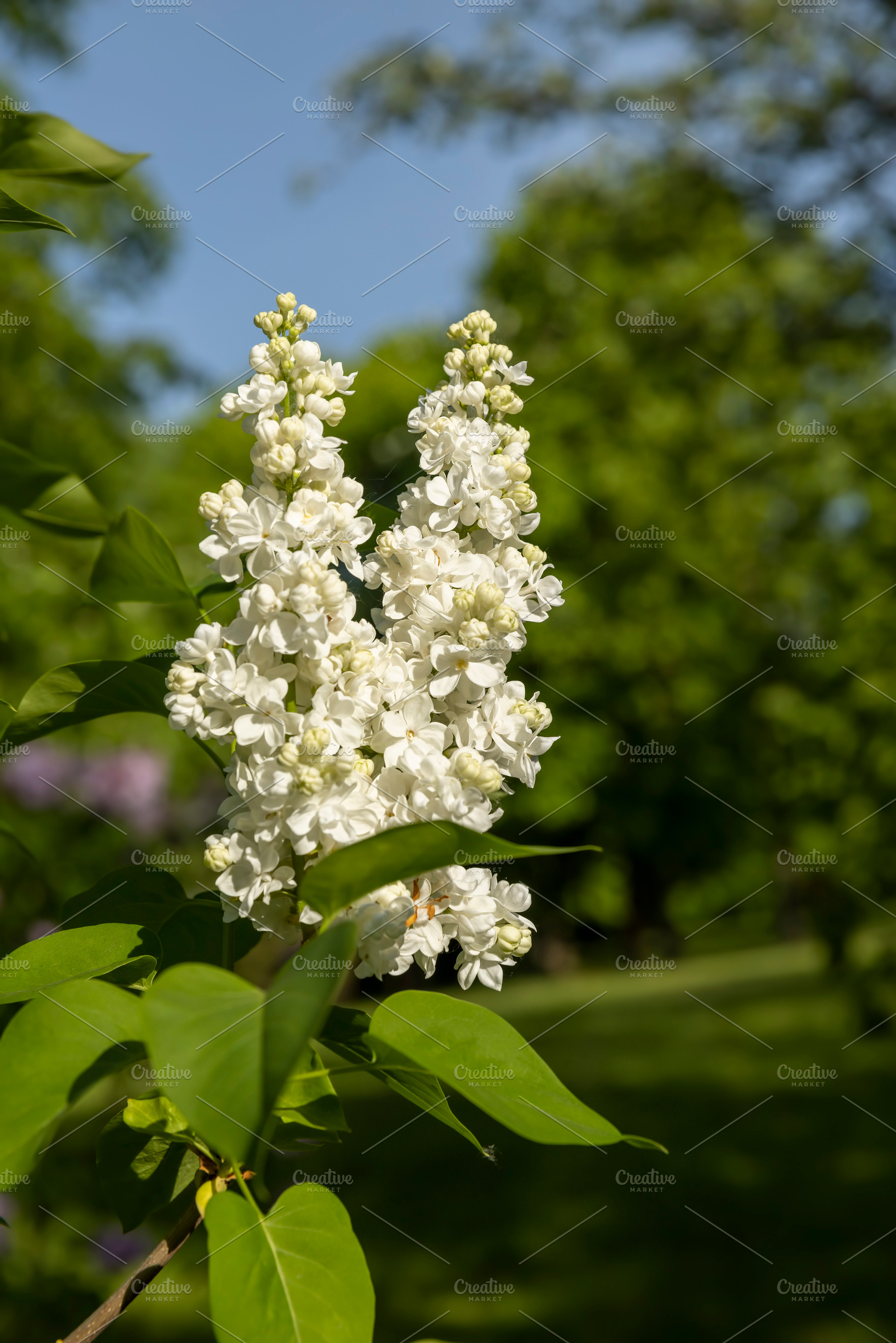 spring park with blooming white lilac flowers in the spring season closeup, ill, a Photo by rsoollAI