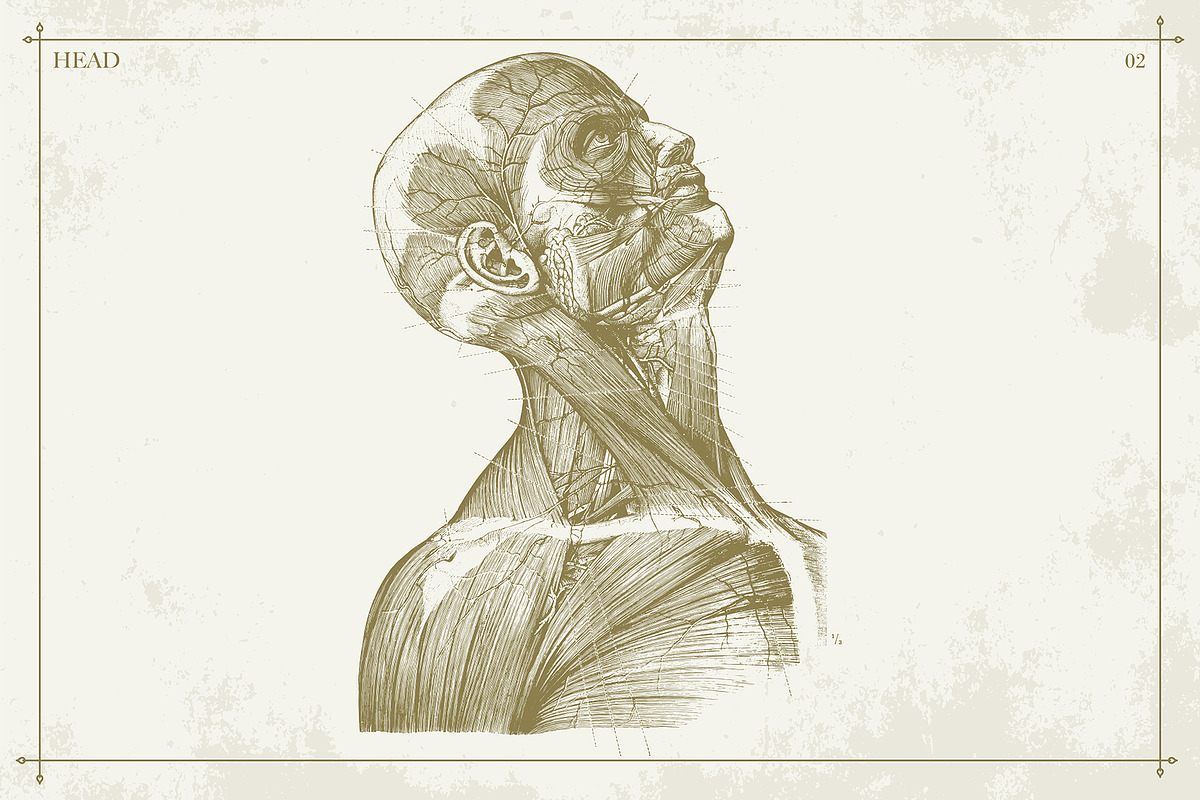 100+ Vintage Anatomy Vectors, a Healthcare Illustration by Shizzle Stock (Photo 8 of 20)