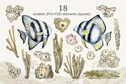 Calm fish watercolor clipart, an Animal Illustration by EL_SUHOVA (Thumbnail 2 of 13)