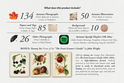 330+ Elements Autumn Collage Creator, an Object Graphic by Digi Life (Thumbnail 2 of 13)