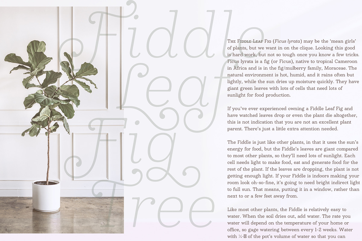 Madley Typeface, a Serif Font by Kimmy Design (Photo 8 of 12)