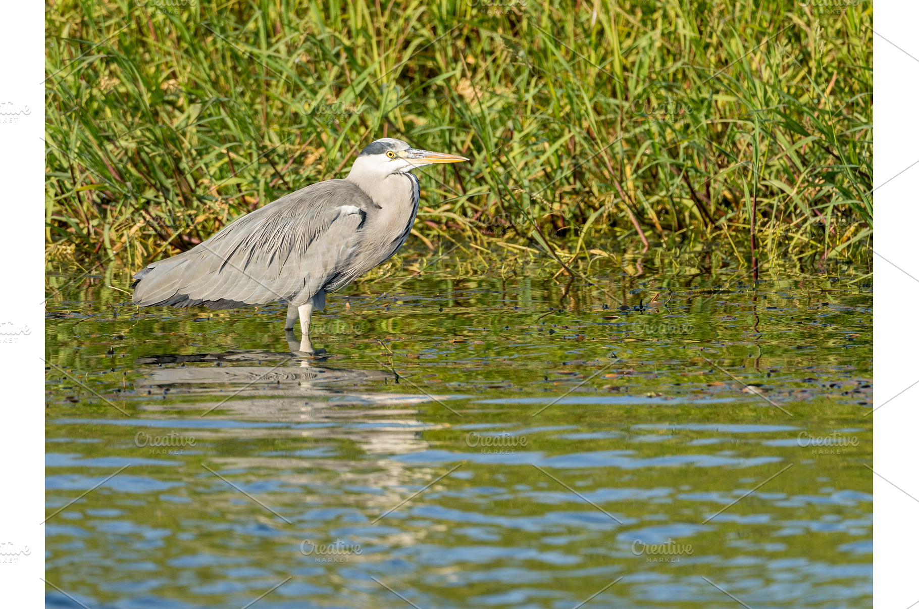 Single grey heron bird standing in, an Animal Photo by Backyard Stock