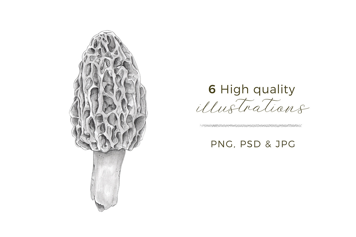 6 Graphite Gourmet Wild Mushrooms, a Food Illustration by Miriam Figueras (Photo 2 of 3)