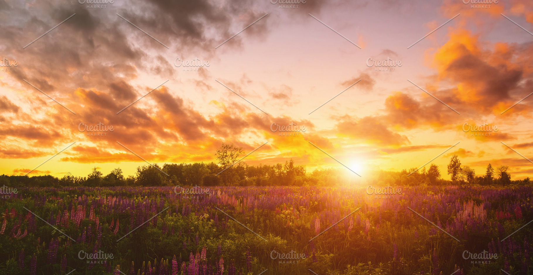 Summer landscape with purple wild flower lupine field and bright, a Nature Photo by Eugene_Photo