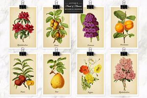 Antique Fruit & Flowers Graphics