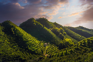 Prosecco Hills, vineyards landscape