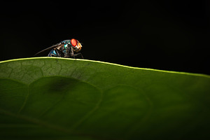 Green bottle fly, an Animal Photo by Rob D Animal Photography