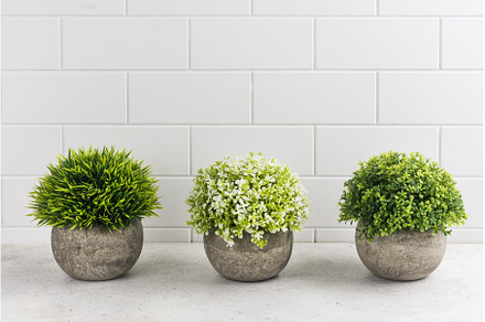 Decorative plants on kitchen table, a Nature Photo by Ekaterina_Markelova