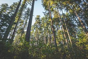 Tall Trees in the Forest