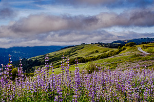 Spring Lupine in Northern California, a Nature Photo by Jillian Butolph