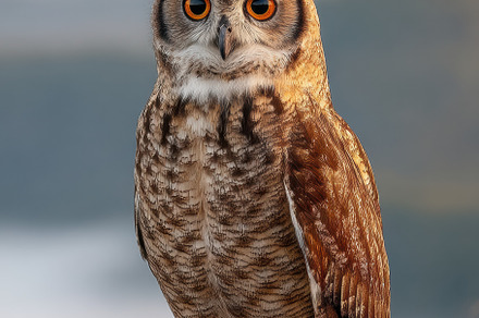 Owl in its natural habitat, an Animal Photo by Virgo Studio