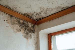 Close-up of water damage and mold growth in a corner of a room with wooden trim