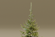 The Siberian Spruce Tree, a Plants & Tree 3D Model by FuturePastCreatives (Thumbnail 3 of 6)