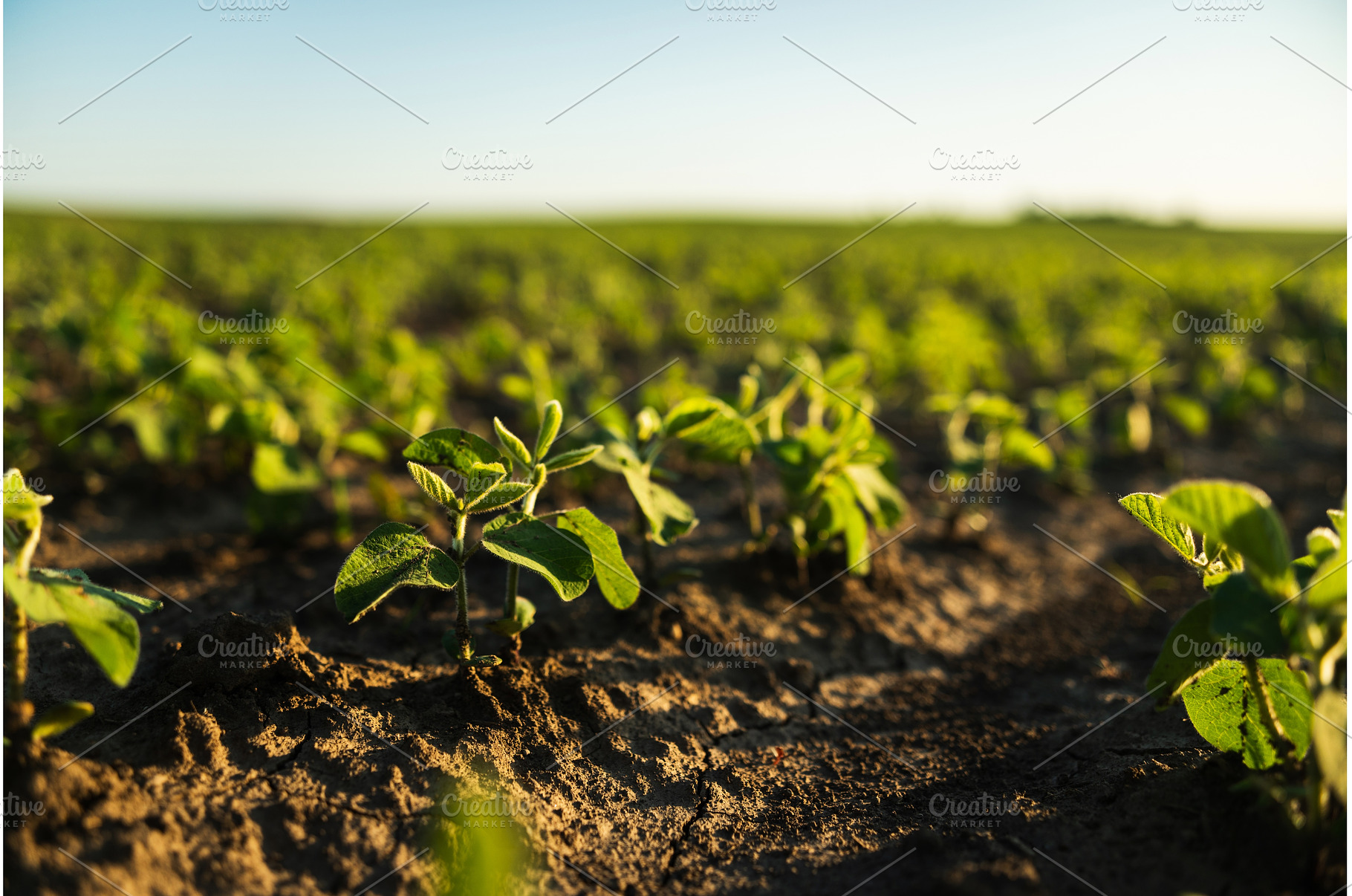 Closeup of soybean plants sprouting, a Nature Photo by volodymyrshtun13795