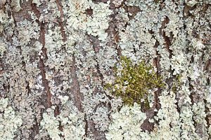 Background detail of tree bark covered with lichens and moss, a Background Photo by Davizro's Market