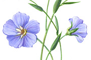 Flax Pencil Drawing Isolated, a Healthcare Illustration by Anna Repp Illustration (Thumbnail 2 of 4)