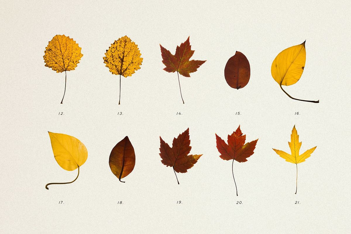 BUNDLE - Dry Flowers & Leaves, an Object Graphic by Sparrow & Snow (Photo 25 of 28)