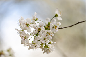 Blooming White Cherry Tree Branches
