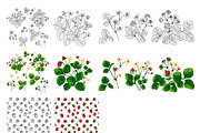 Strawberry berries vector color, a Graphic by irina.vaneeva (Thumbnail 3 of 8)