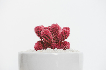 Pink Cactus in White Pot, a Nature Photo by Scott Webb