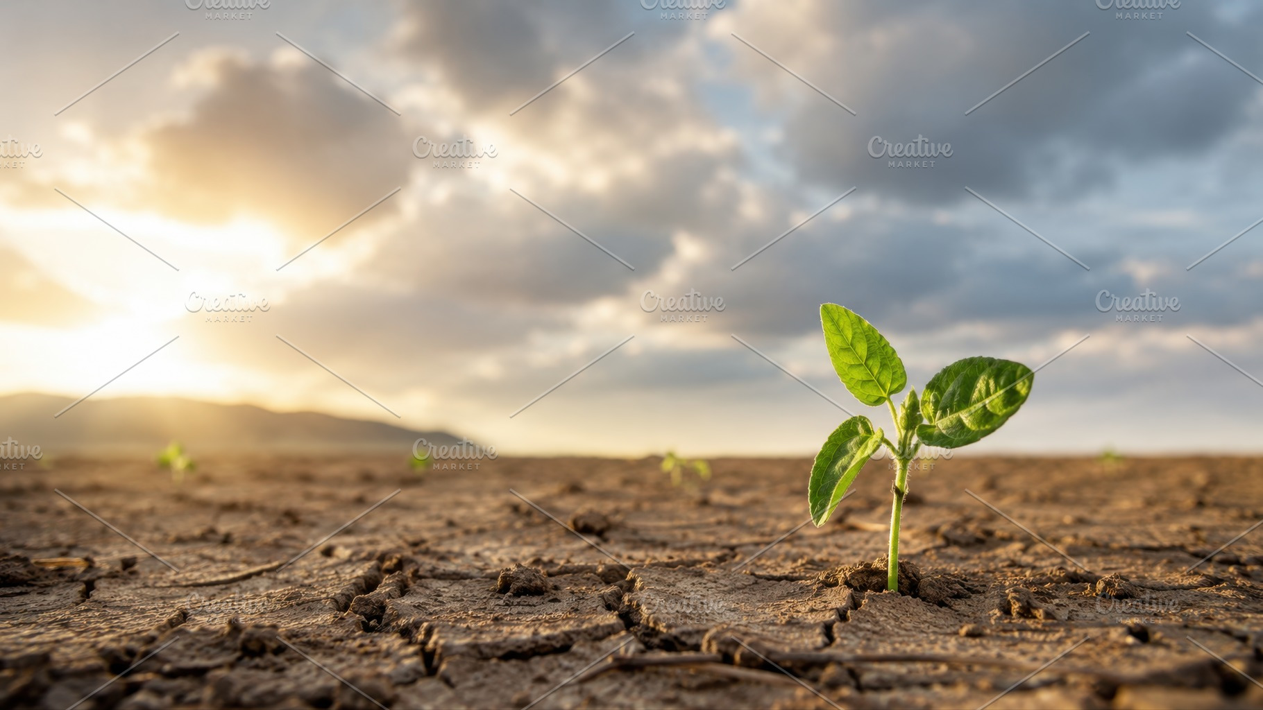 Plant grows in dry soil at sunset, a Photo by Beautiful things