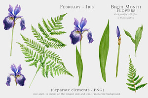 Watercolor Iris Birth Flower Clipart