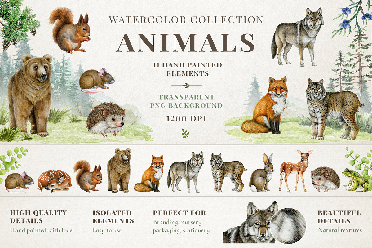 Woodland Animals Watercolor Clipart, an Animal Illustration by AnitaPol (Photo 3 of 17)