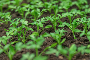 Tomato seedlings in a greenhouse, a Nature Photo by yanadjana
