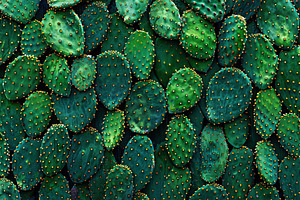 Green cactus plant background, a Background Photo by AlyaAnd