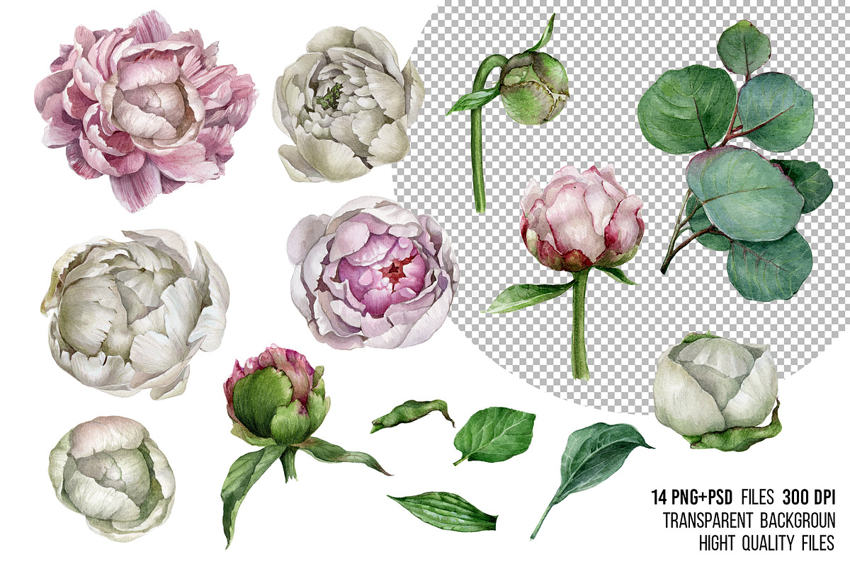 Watercolor pink peonies clipart, an Illustration by yana.fefelova (Photo 2 of 5)
