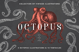 Octopus Vintage Collection