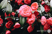 VSCO Cam Analogue A6, an Action Add-On by ProPreset (Thumbnail 6 of 10)