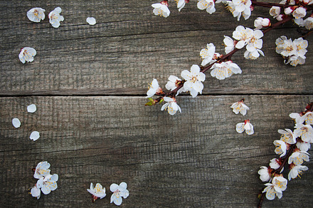 Apricots blossom stock photo containing cherry and blossom, a Nature Photo by Olena Rudo