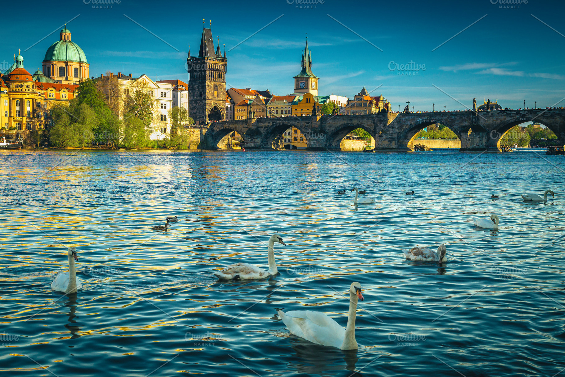 Prague cityscape with swiming swans, an Architecture Photo by Alpine Dreams