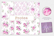 Protea collection, an Illustration by oKOLOstyle (Thumbnail 3 of 6)