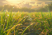 Golden Rice Field at Sunset, a Photo by LOGOCREATIVE (Thumbnail 7 of 27)
