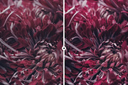 3 Macro Pop Detail LR & PS Presets, an Action Add-On by M E G A S E T S (Thumbnail 3 of 6)