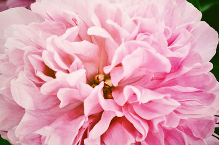 Pink peony featuring pink peony, peonies, and garden flowers